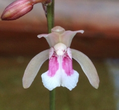 Oeceoclades maculata (Monk Orchid)